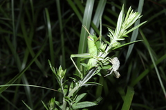 Patanga japonica