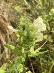Pedicularis lanceolata