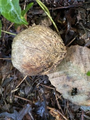Scleroderma polyrhizum