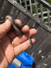 Thamnophis ordinoides