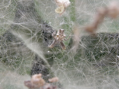 Cyrtophora citricola