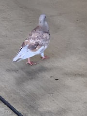 Columba livia domestica