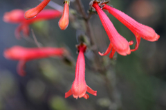 Penstemon rostriflorus