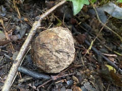 Scleroderma polyrhizum