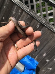 Thamnophis ordinoides