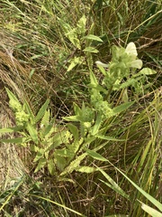 Pedicularis lanceolata