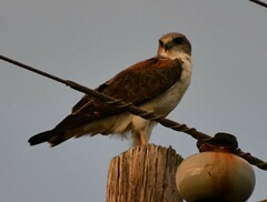 Geranoaetus albicaudatus