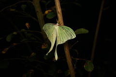Actias luna