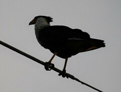 Caracara plancus