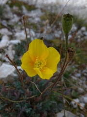 Papaver alpinum