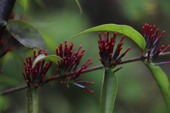 Loranthaceae