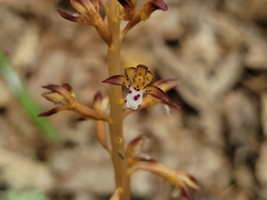 Corallorhiza maculata maculata