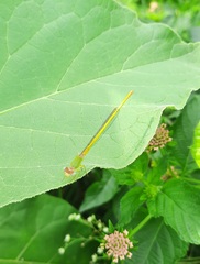 Ceriagrion coromandelianum