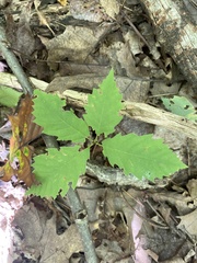 Quercus montana
