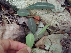 Stigmaphyllon emarginatum