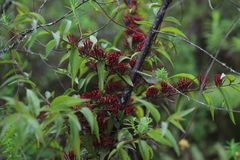 Loranthaceae