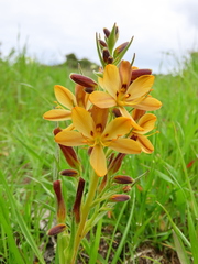 Wachendorfia multiflora