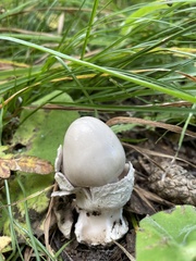 Amanita vaginata