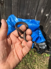 Thamnophis ordinoides