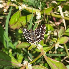 Spialia galba