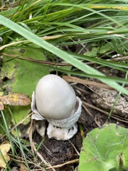 Amanita vaginata