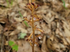 Corallorhiza maculata maculata