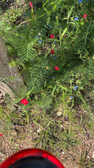 Ipomoea quamoclit