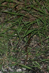 Thamnophis marcianus