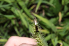 Pachygrontha antennata