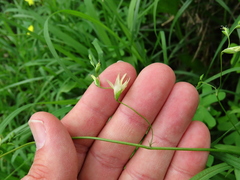 Melasphaerula graminea