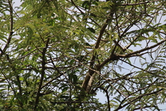 Anthreptes malacensis