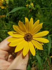 Helianthus grosseserratus