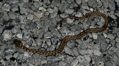 Thamnophis marcianus