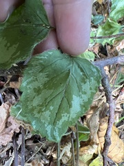Lamium galeobdolon argentatum