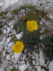 Papaver alpinum