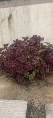 Coleus scutellarioides