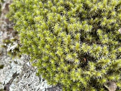 Racomitrium