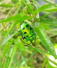 Chrysocoris purpureus