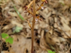 Corallorhiza maculata maculata