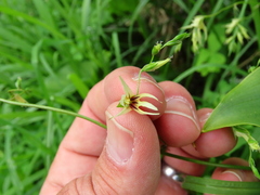 Melasphaerula graminea