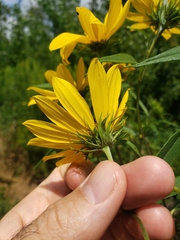 Helianthus grosseserratus