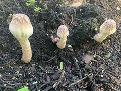 Leucoagaricus americanus