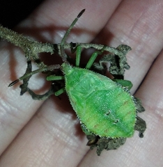 Piezogaster calcarator