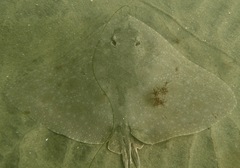 California Butterfly Ray photo 3