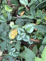 Lamium galeobdolon argentatum
