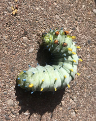 Hyalophora cecropia