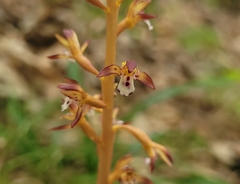 Corallorhiza maculata maculata