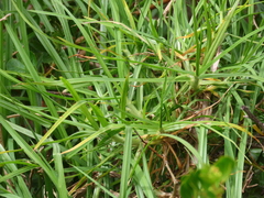 Cenchrus clandestinus