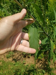 Helianthus grosseserratus