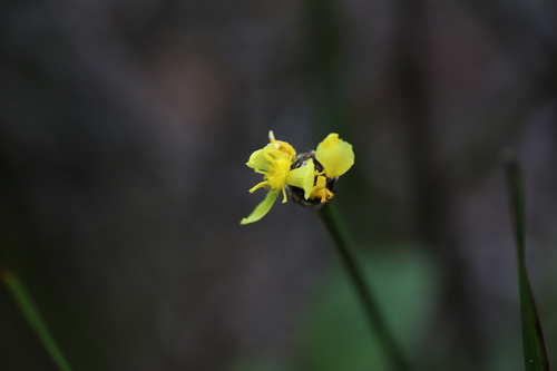 Xyris valida